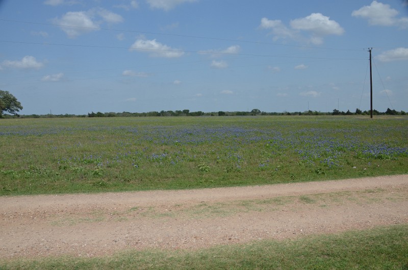 DSC_0334.JPG - Blue Bonnets at Mt. Eliza