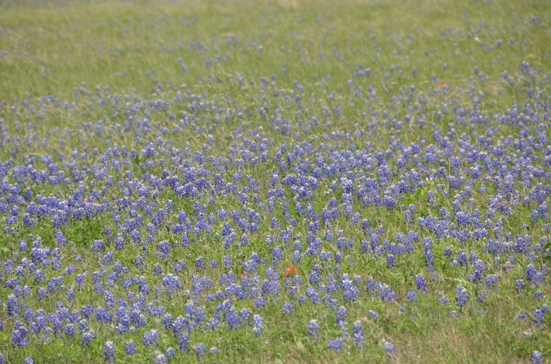 DSC_0335.JPG - With dry spell, the flowers were not very tall.